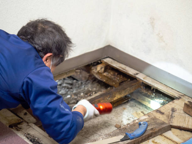 Best Residential Mold Removal  in Moose Lake, MN