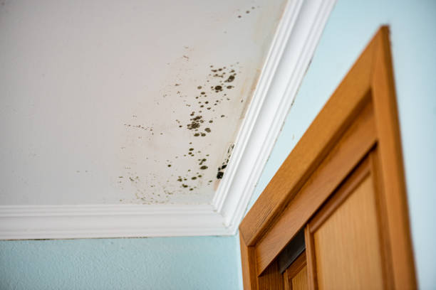 Best Emergency Mold Removal  in Moose Lake, MN