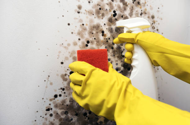 Best Commercial Mold Removal  in Moose Lake, MN