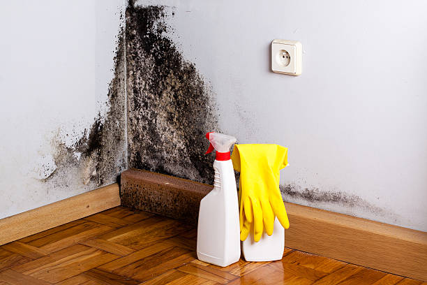 Best Fast Mold Removal  in Moose Lake, MN