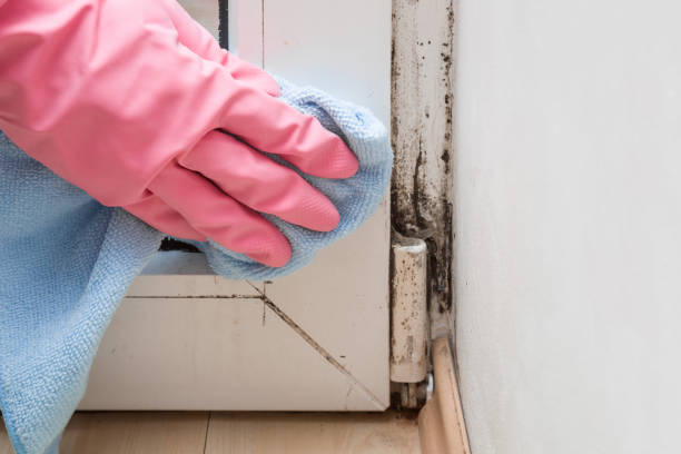 Best Mold Damage Repair  in Moose Lake, MN